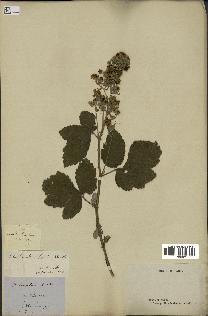 spécimen de Rubus tomentosus