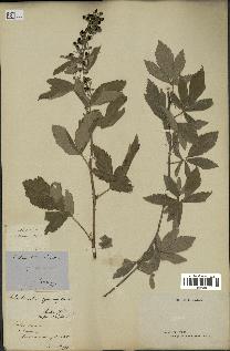 spécimen de Rubus tomentosus
