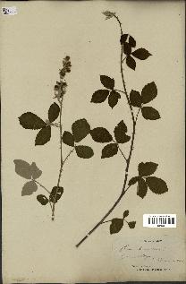 spécimen de Rubus tomentosus