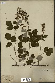 spécimen de Rubus tomentosus