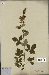 spécimen de Rubus tomentosus