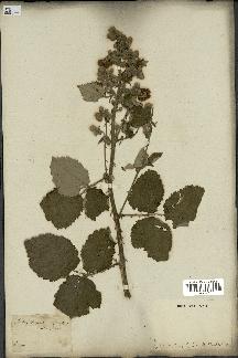 spécimen de Rubus tomentosus
