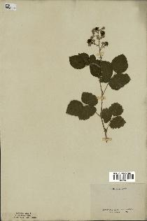 spécimen de Rubus tomentosus