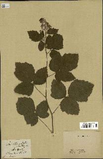 spécimen de Rubus tomentosus