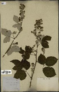 spécimen de Rubus tomentosus
