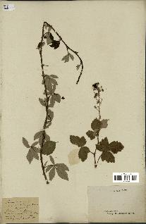 spécimen de Rubus tomentosus
