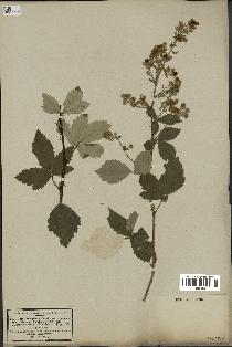 spécimen de Rubus tomentosus