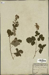 spécimen de Rubus tomentosus