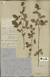 spécimen de Rubus tomentosus