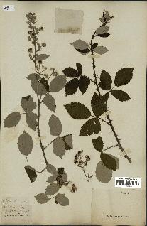 spécimen de Rubus tomentosus