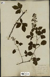 spécimen de Rubus tomentosus