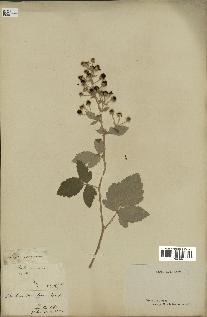 spécimen de Rubus tomentosus