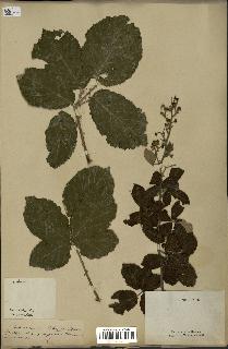 spécimen de Rubus tomentosus