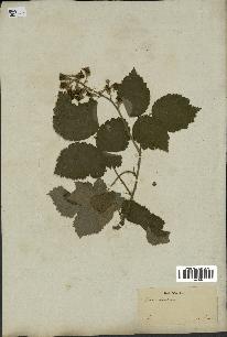 spécimen de Rubus tomentosus