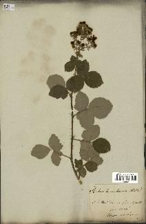 spécimen de Rubus tomentosus