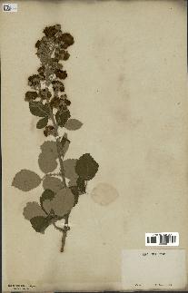 spécimen de Rubus tomentosus