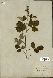 spécimen de Rubus tomentosus