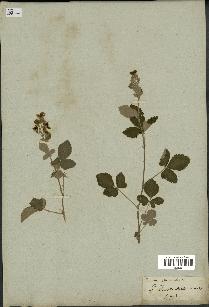 spécimen de Rubus tomentosus