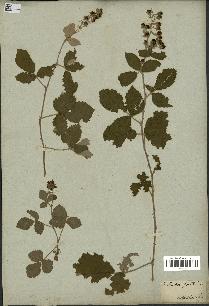 spécimen de Rubus tomentosus