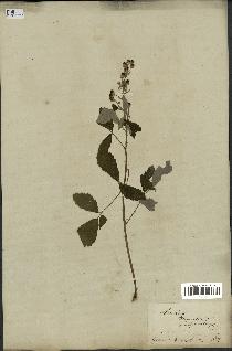 spécimen de Rubus tomentosus