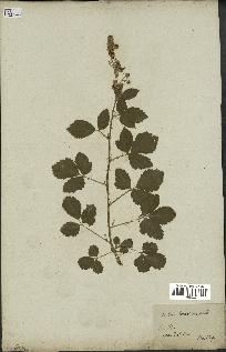 spécimen de Rubus tomentosus