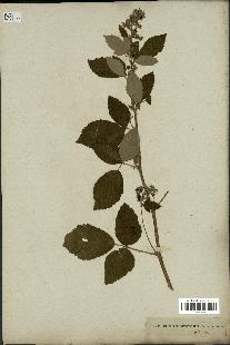 spécimen de Rubus tomentosus