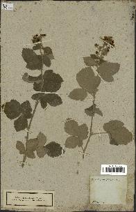 spécimen de Rubus tomentosus