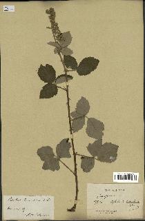 spécimen de Rubus tomentosus
