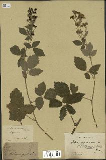 spécimen de Rubus tomentosus