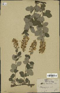 spécimen de Rubus tomentosus
