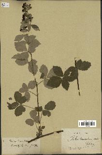 spécimen de Rubus tomentosus