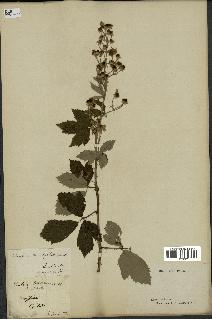 spécimen de Rubus tomentosus