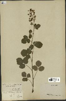 spécimen de Rubus tomentosus