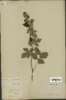 spécimen de Rubus tomentosus