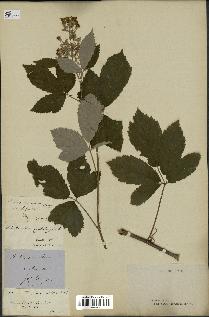 spécimen de Rubus tomentosus