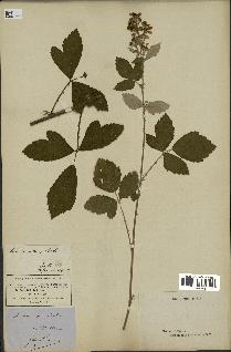 spécimen de Rubus tomentosus
