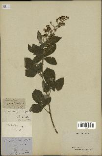 spécimen de Rubus tomentosus