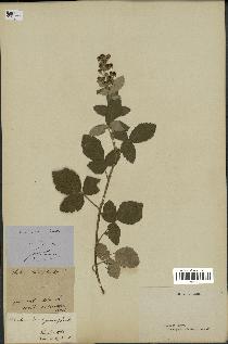 spécimen de Rubus tomentosus