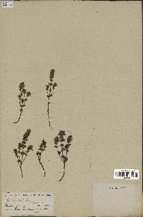 spécimen de Euphrasia officinalis