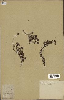 spécimen de Thymus serpyllum