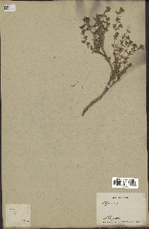 spécimen de Thymus serpyllum
