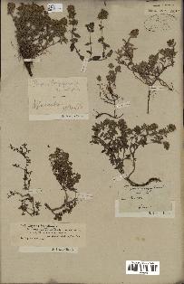 spécimen de Thymus serpyllum
