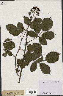 spécimen de Rubus maassii