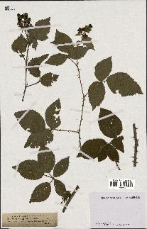 spécimen de Rubus carpinifolius