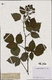 spécimen de Rubus carpinifolius