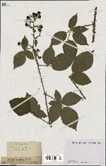 spécimen de Rubus carpinifolius