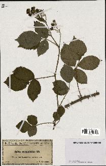 spécimen de Rubus carpinifolius