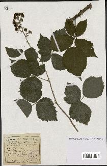 spécimen de Rubus lasiothyrsus