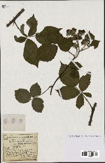 spécimen de Rubus lasiothyrsus