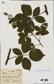 spécimen de Rubus lasiothyrsus